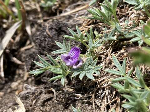 Image of spiny milkvetch