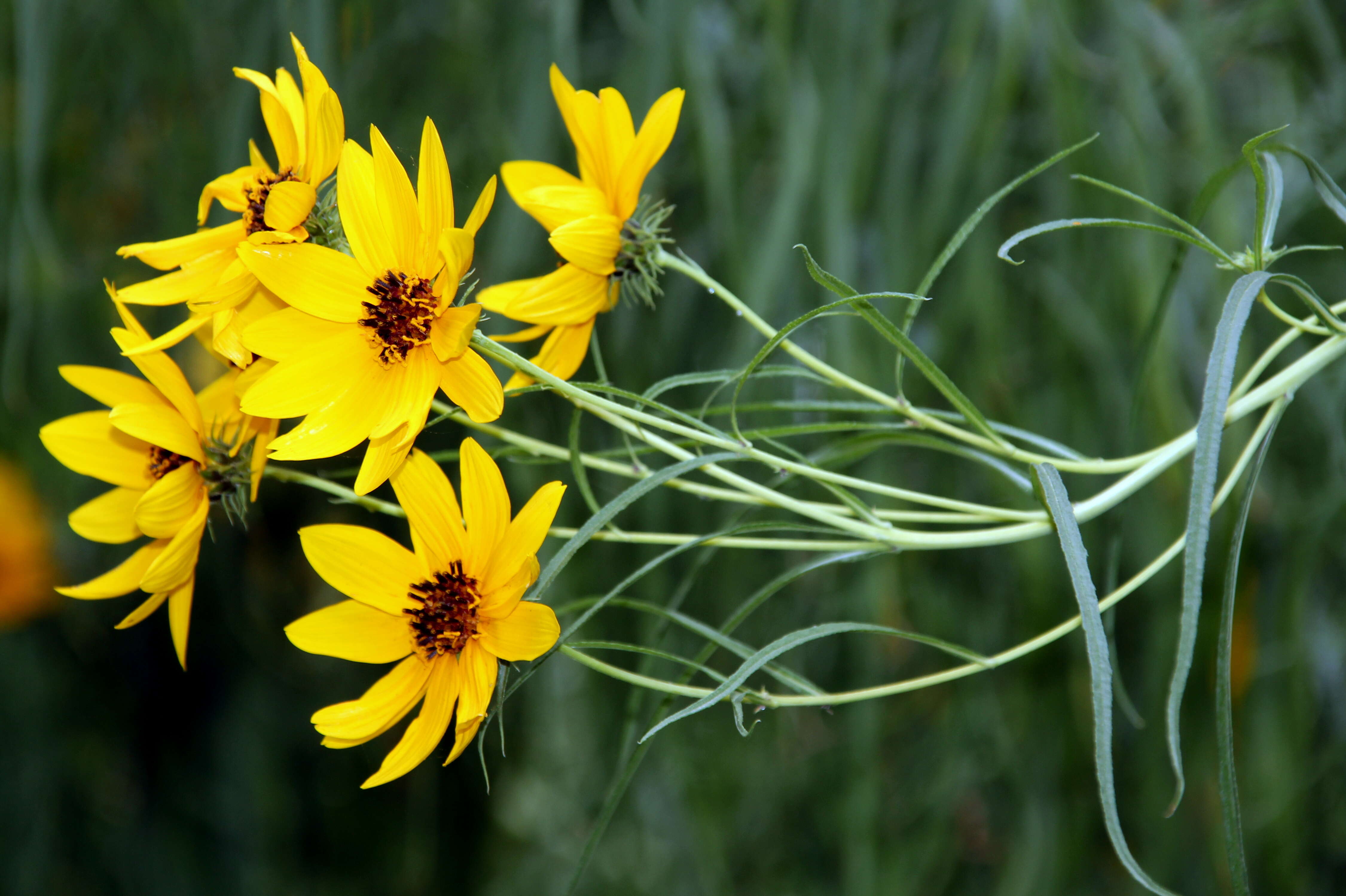 Image of willowleaf sunflower