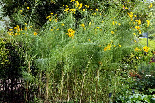 Image of willowleaf sunflower