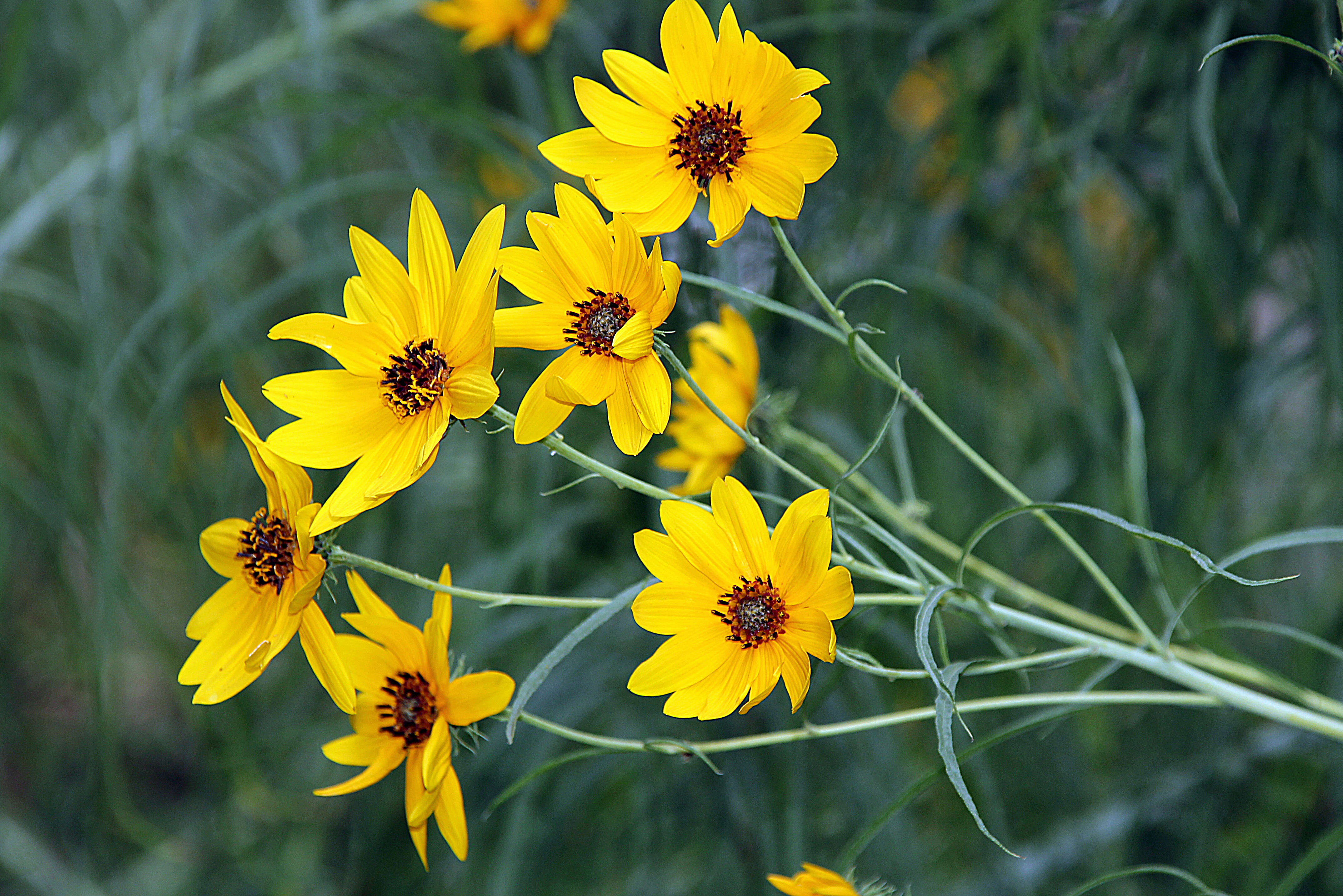 Image of willowleaf sunflower