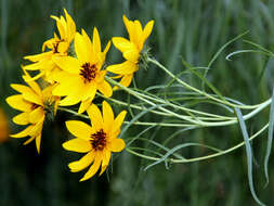 Image of willowleaf sunflower