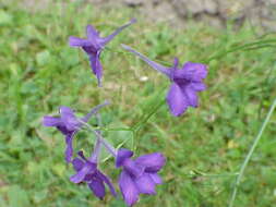 Image of forking larkspur