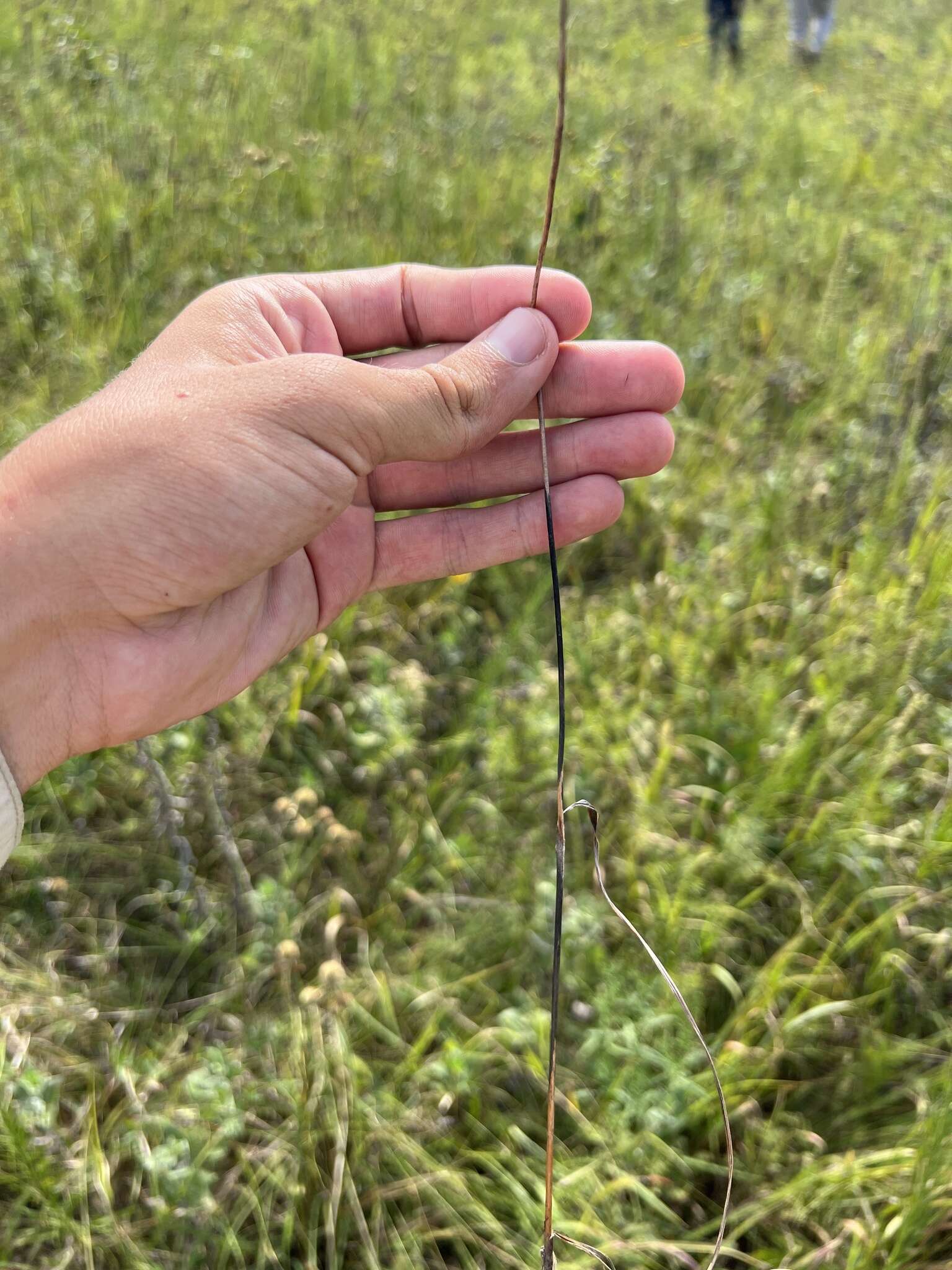 Image of Nuttall's pleatleaf