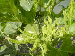 Image of okra