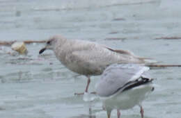 Image de Larus glaucoides kumlieni Brewster 1883