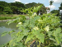 Image of okra