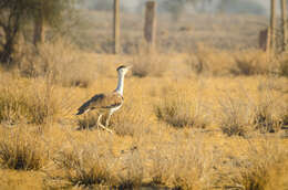 Image of Great Indian Bustard