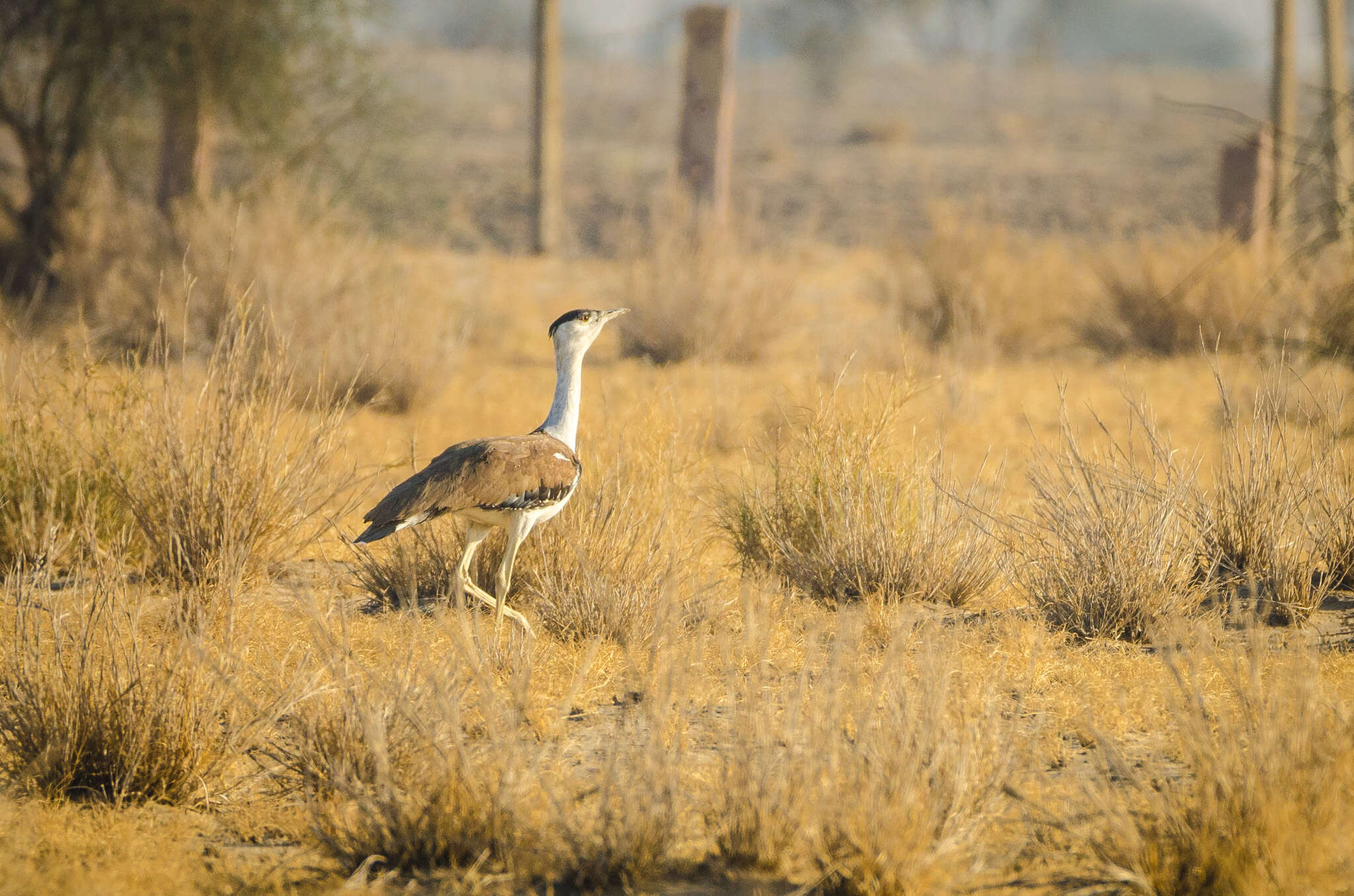 Image of Great Indian Bustard