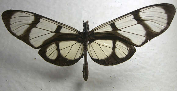 Image of Methona confusa Butler 1873