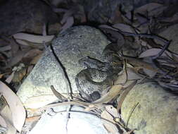 Image of Northern death adder