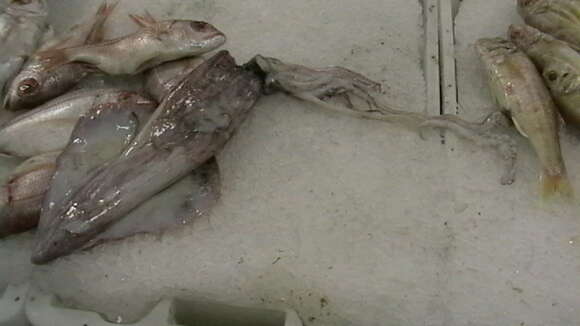 Image of European squid