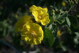 Image of Yellow geiger