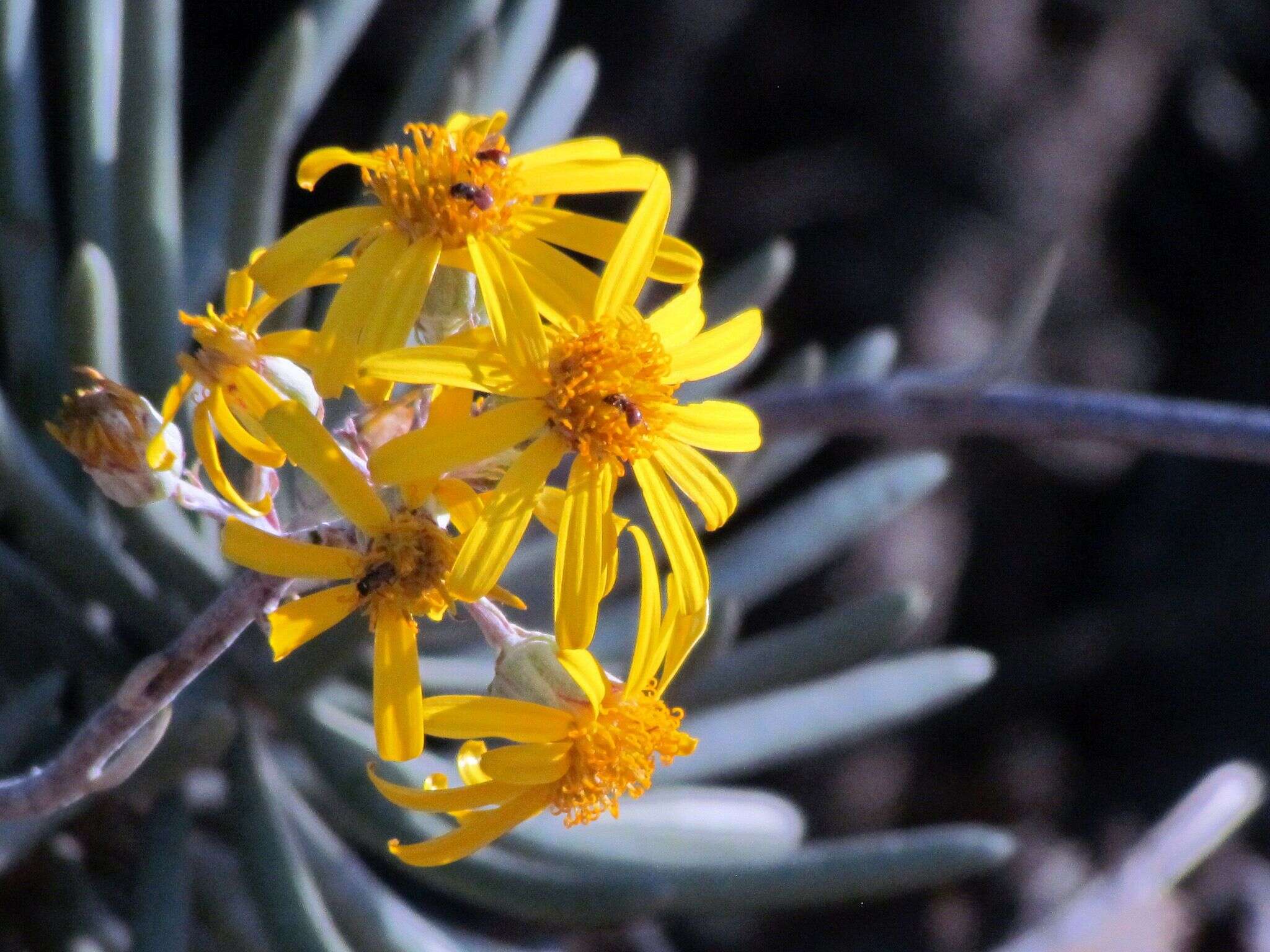 Image of Caputia pyramidata (DC.) B. Nord. & Pelser