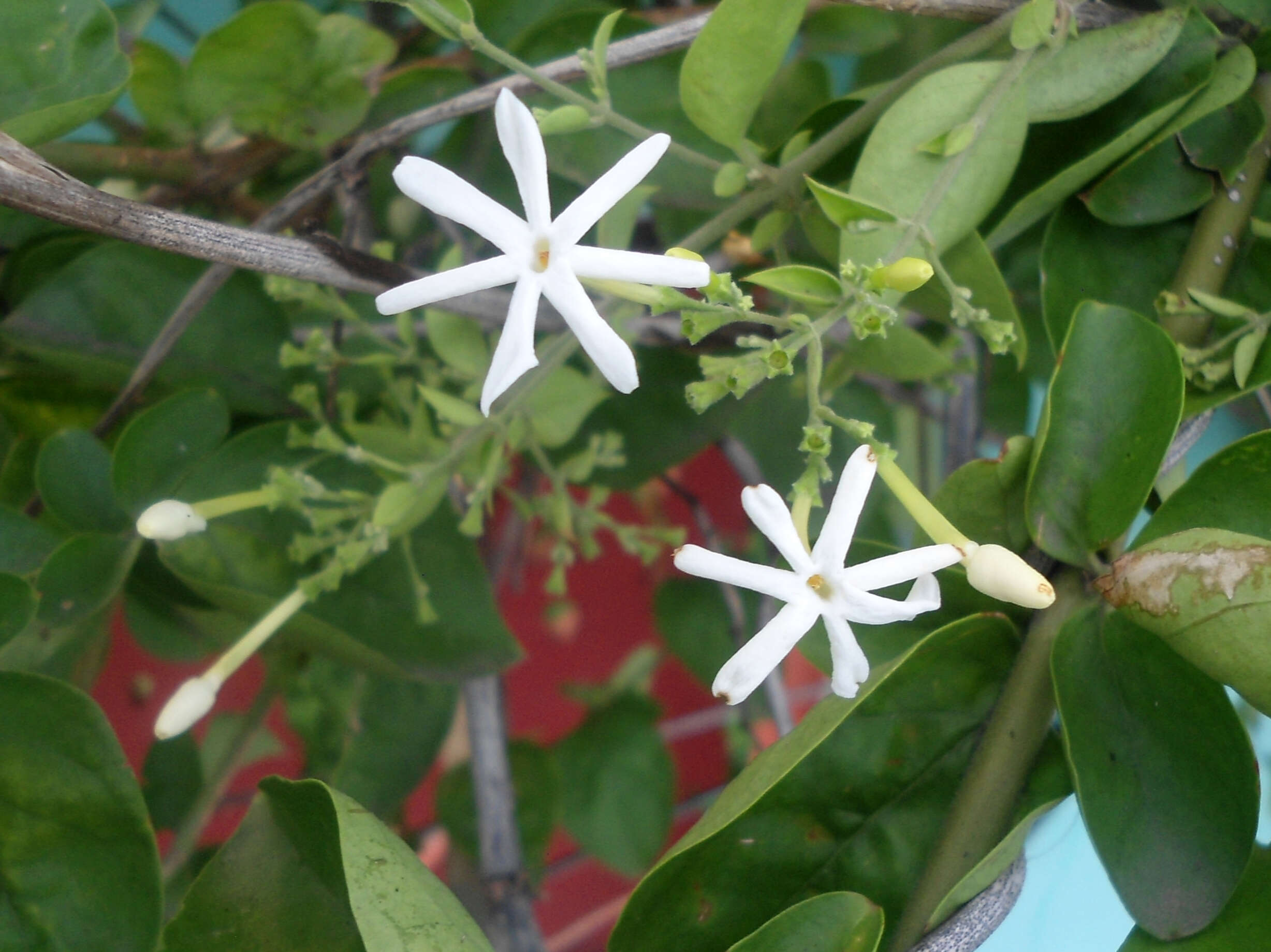 Image of Jasminum grandiflorum L.