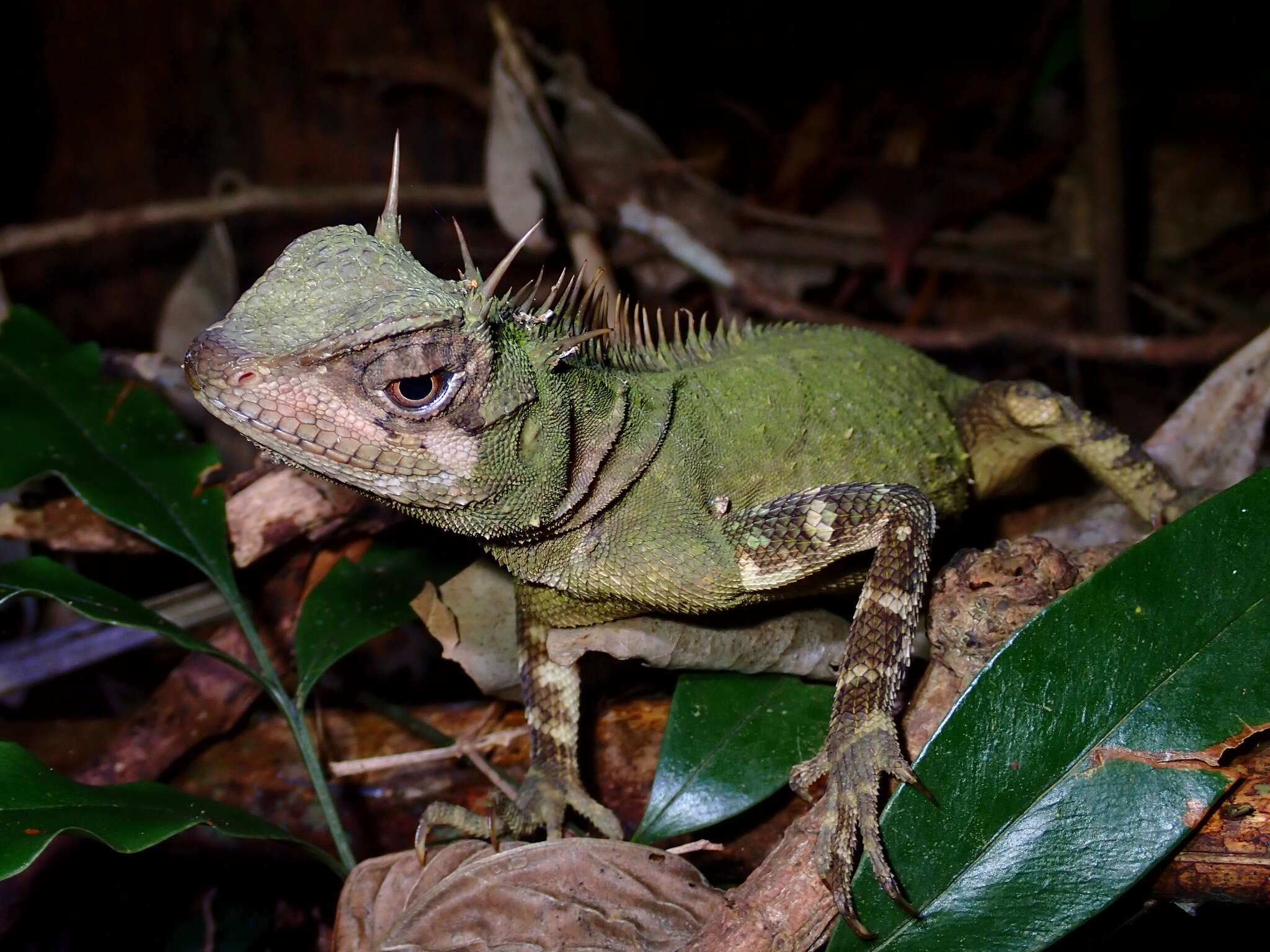 Image of armored pricklenape