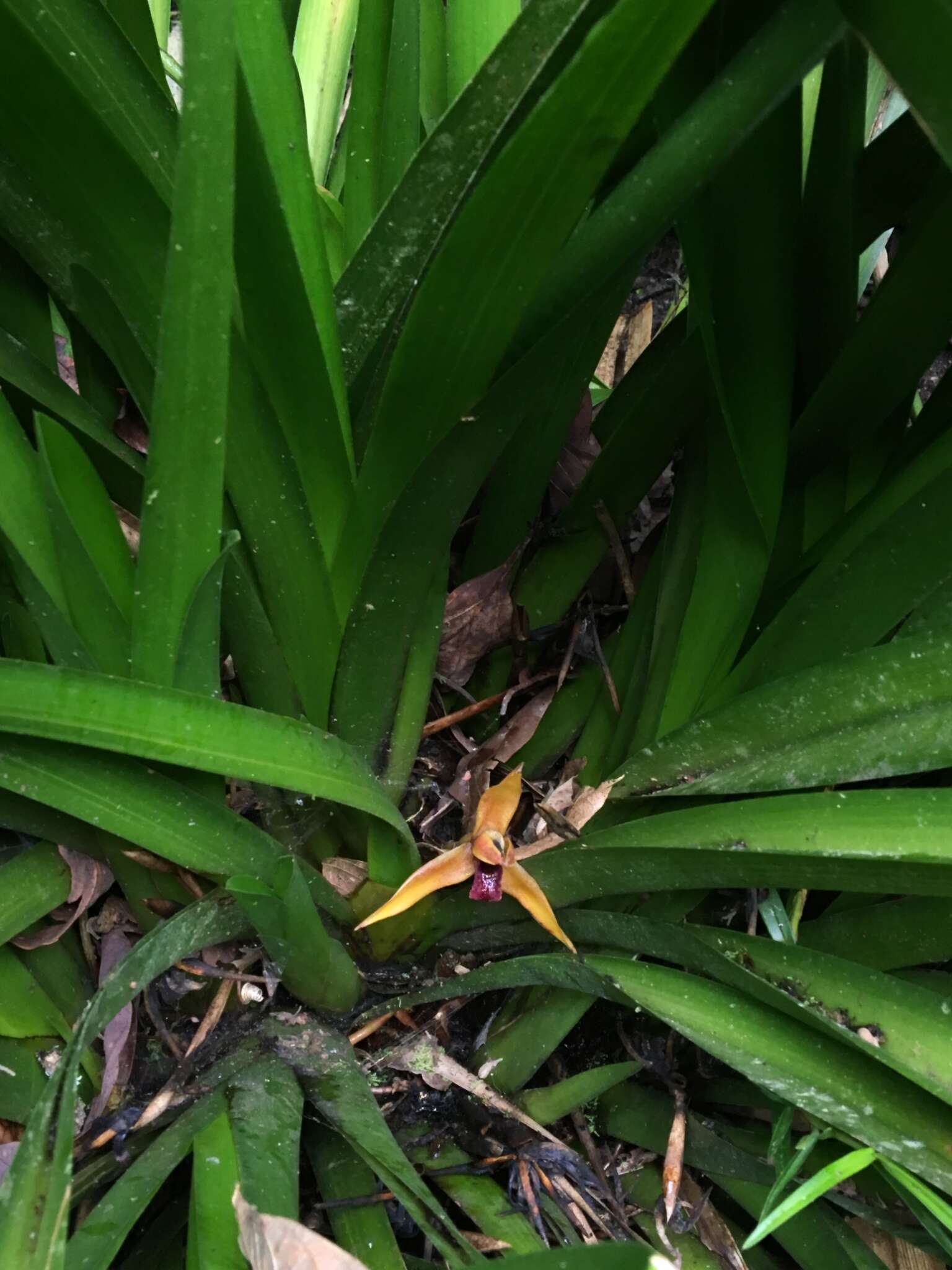 Image de Maxillaria nasuta Rchb. fil.