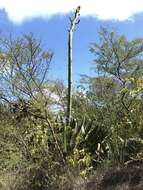 Image of Agave karatto Mill.