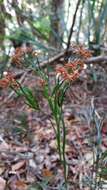 Imagem de Schizaea dichotoma (L.) Sm.