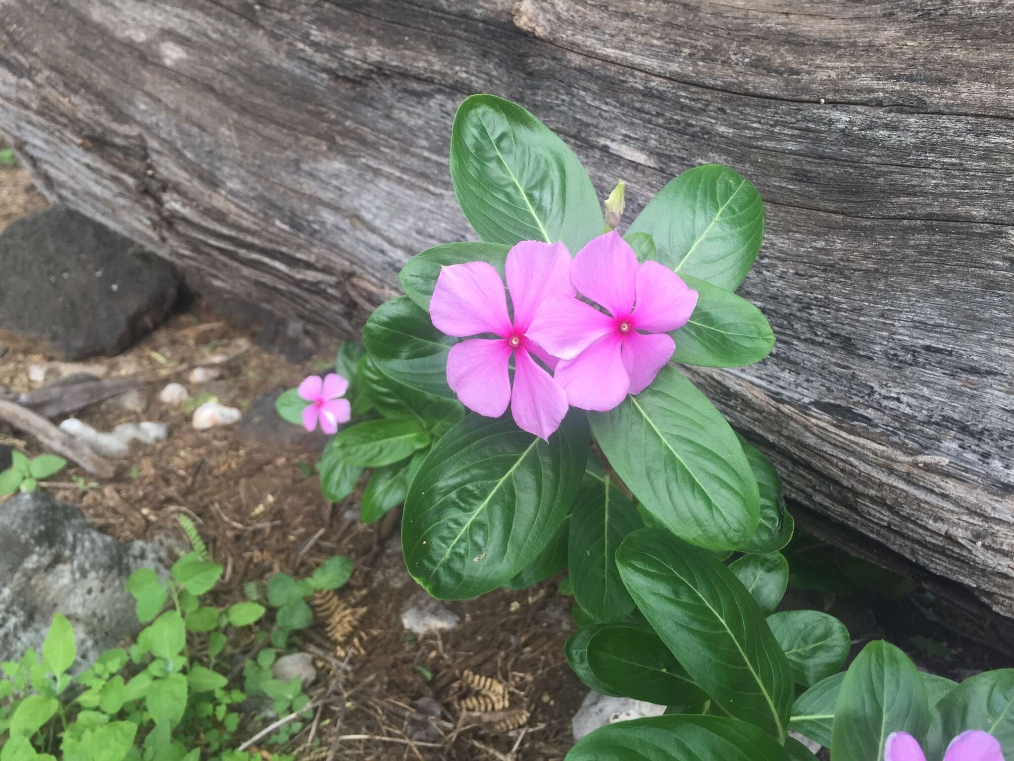 Image of Madagascar periwinkle