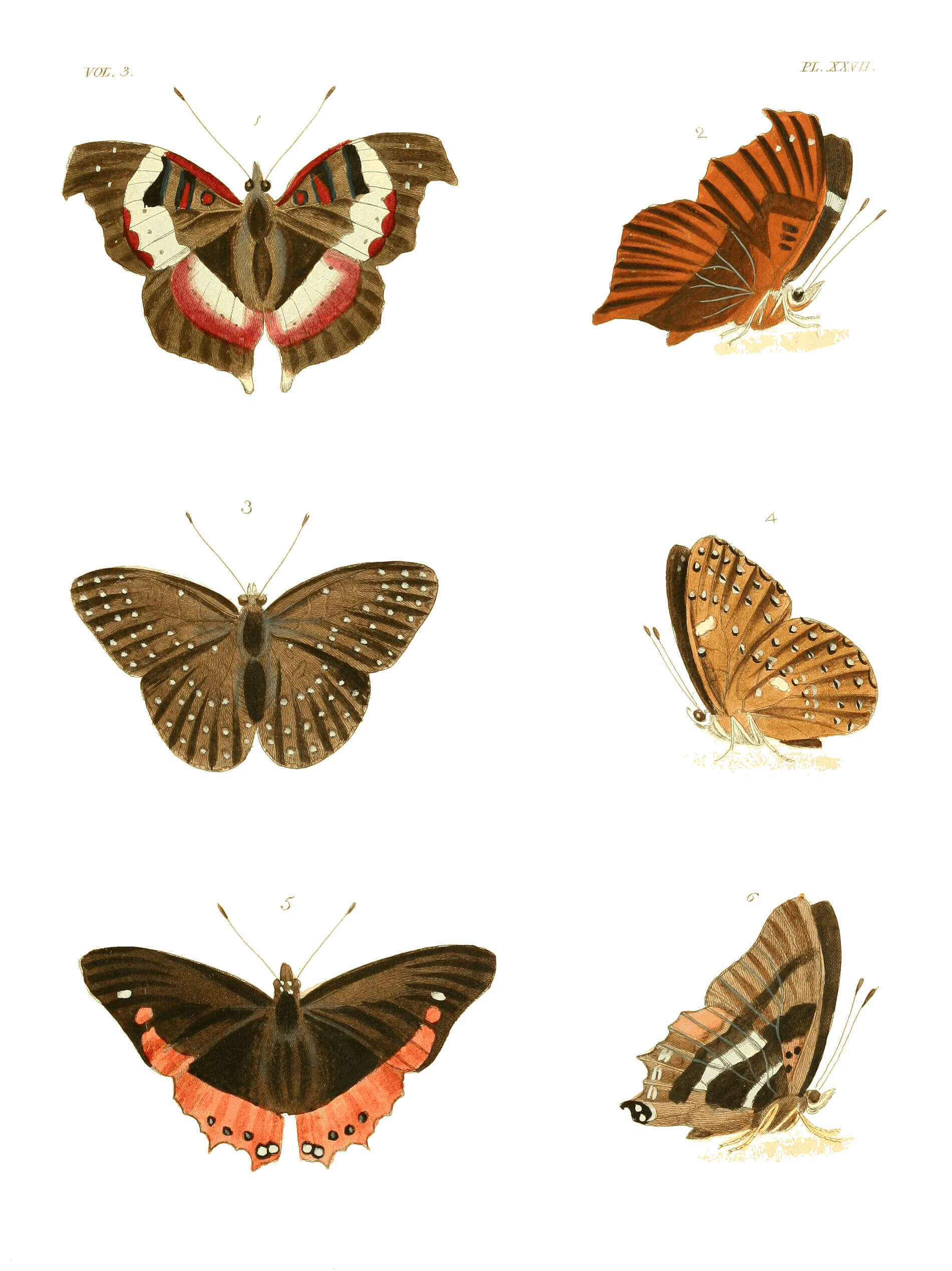 Imagem de Charaxes anticlea Drury 1782