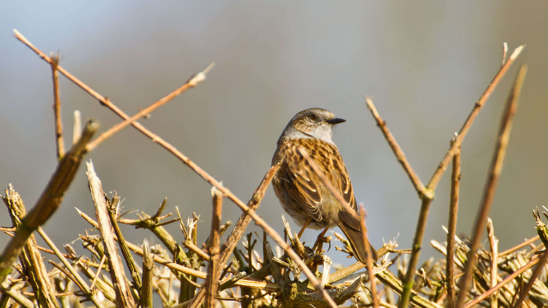 Image of Dunnock