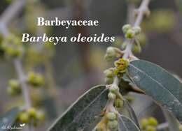 Image of Barbeya