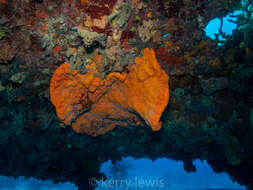 Image of orange elephant ear sponge