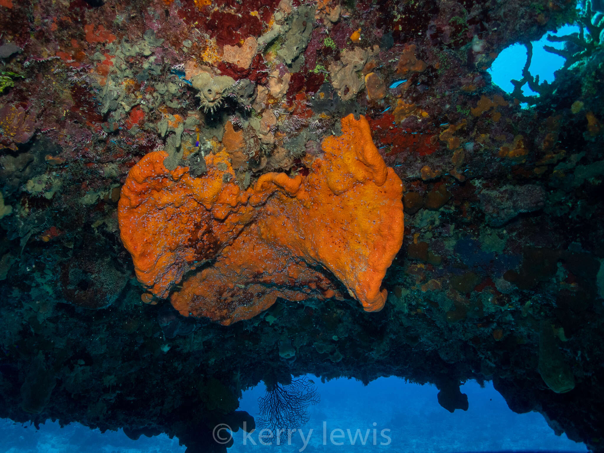 Image of orange elephant ear sponge