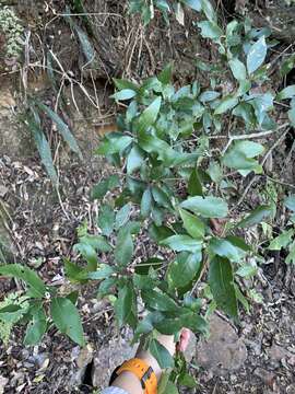 Image of ring-cup oak