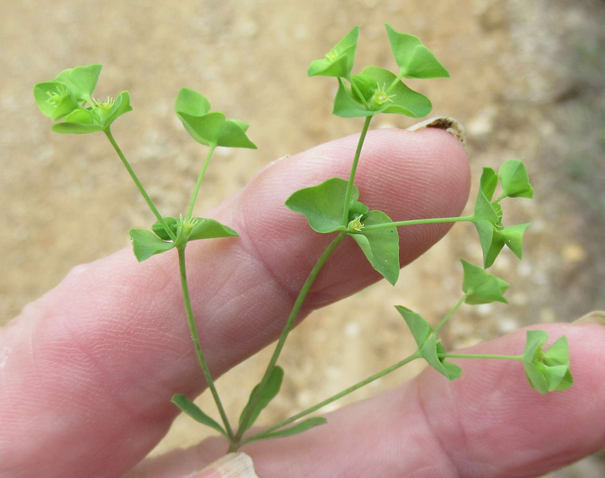 Слика од Euphorbia tetrapora Engelm.