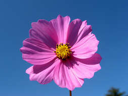 Image of garden cosmos