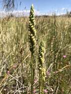 Image of Ash Meadows Ladies'-Tresses