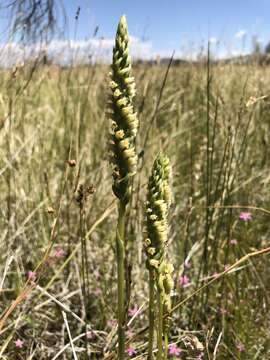 Image of Ash Meadows Ladies'-Tresses