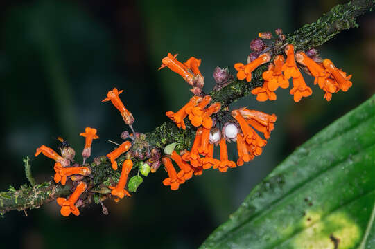 Image of Besleria notabilis C. V. Morton