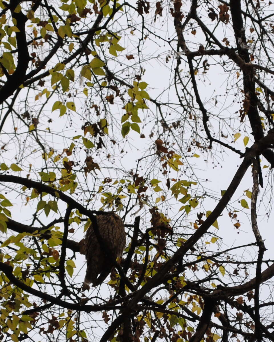 Image of Long-eared Owl