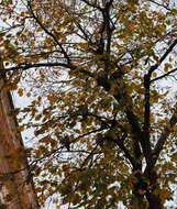 Image of Long-eared Owl