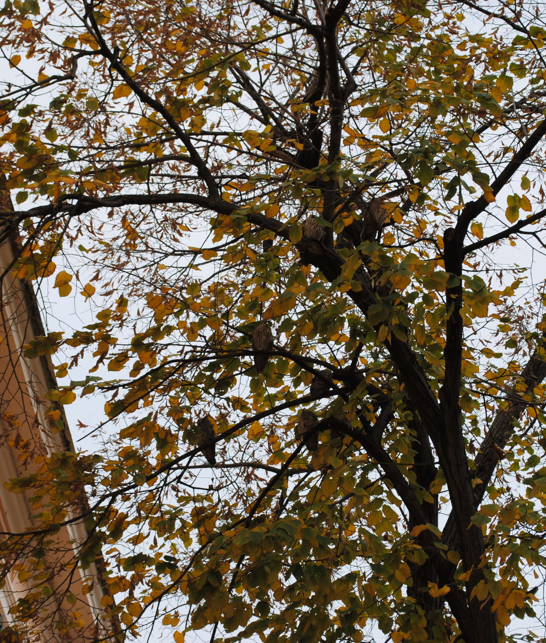 Image of Long-eared Owl