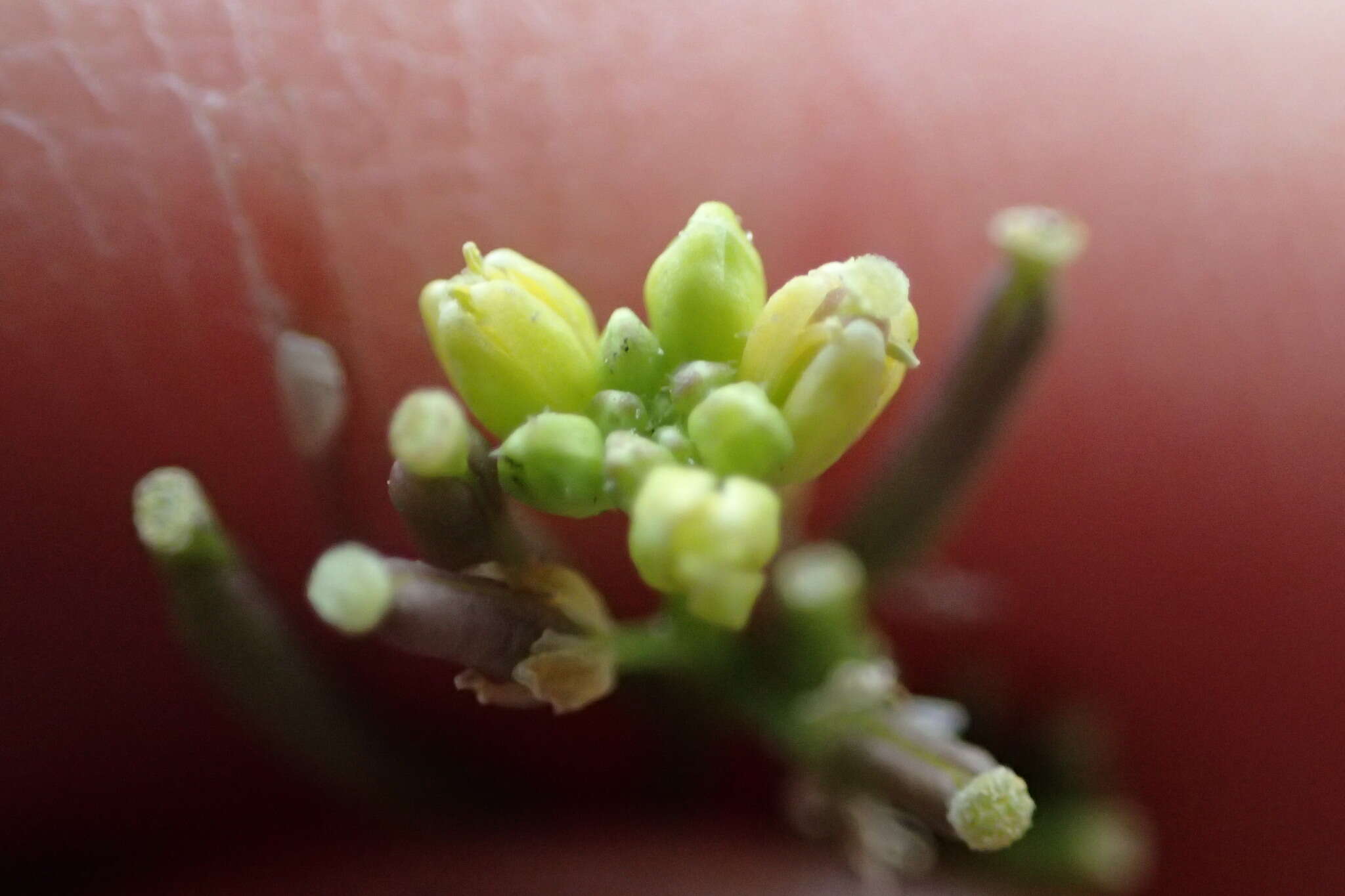 Image of Southern Marsh Yellowcress