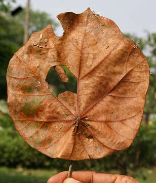 Image of Pterospermum acerifolium (L.) Willd.