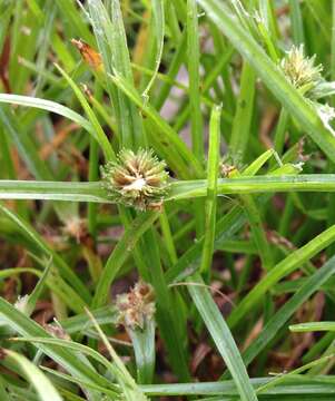 Plancia ëd Cyperus metzii (Hochst. ex Steud.) Mattf. & Kük.