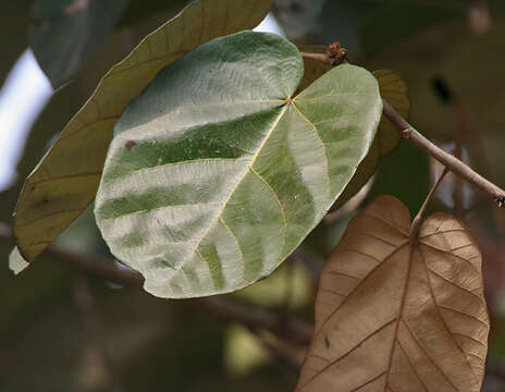 Image of Pterospermum acerifolium (L.) Willd.