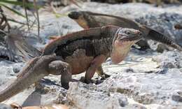 Image of Andros Island Iguana