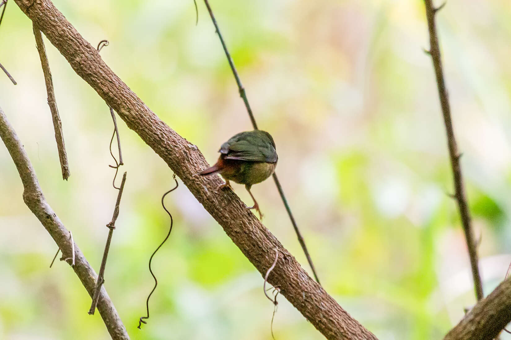 Image of Blue-faced Parrot-Finch