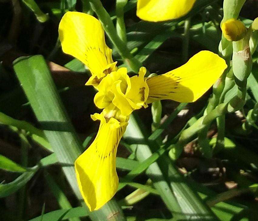 Moraea huttonii (Baker) Oberm. resmi