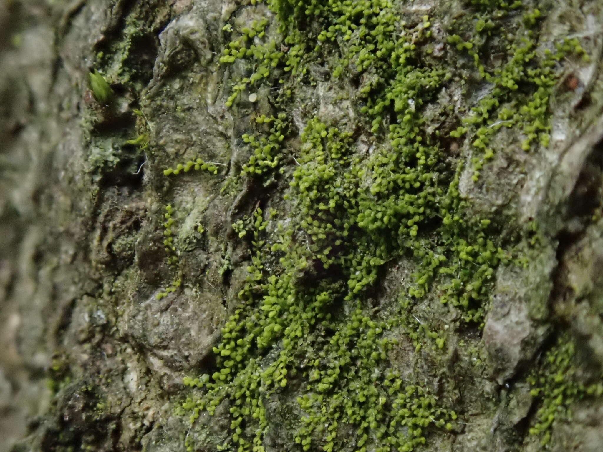 Plancia ëd Myriocoleopsis minutissima (Sm.) R. L. Zhu, Y. Yu & Pócs