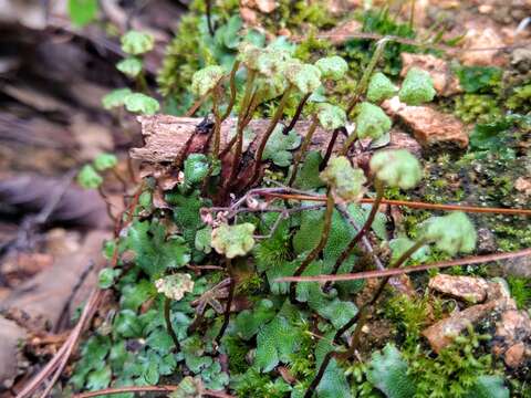 Image of Marchantia chenopoda L.