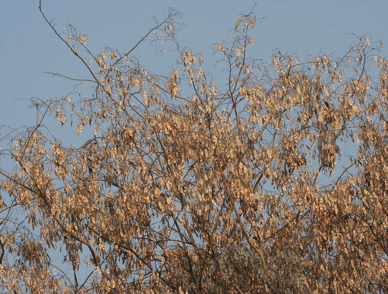 Слика од Dalbergia lanceolaria L. fil.