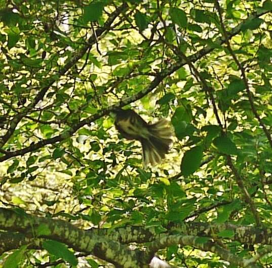 Image of Grey Fantail