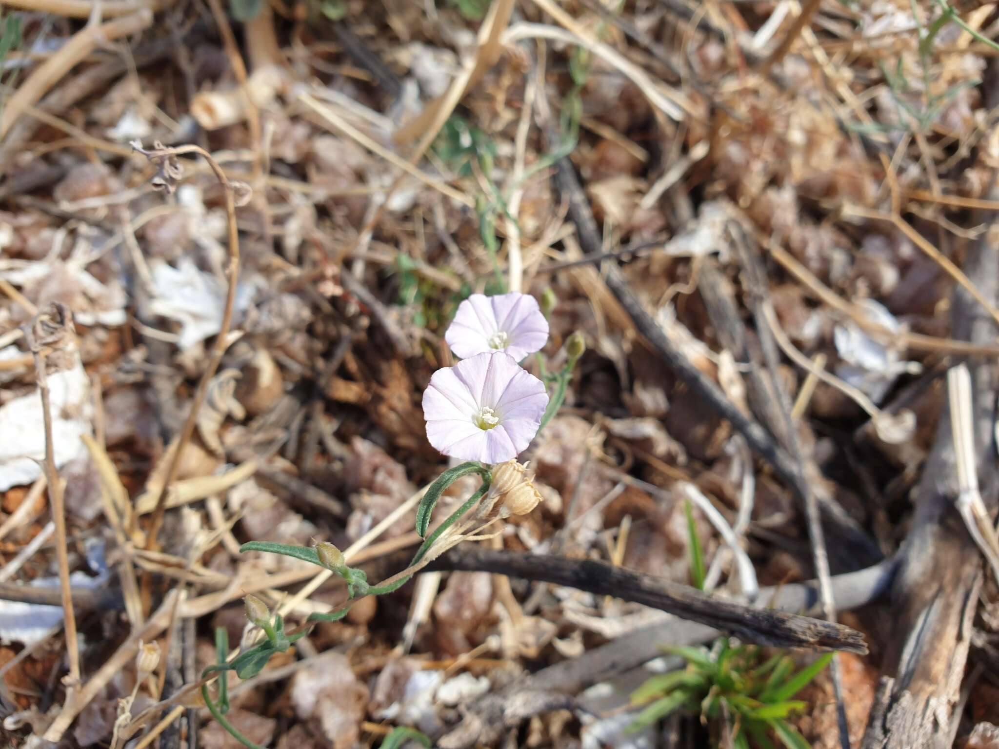 Image de Convolvulus remotus R. Br.