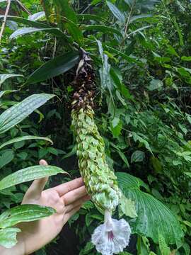 Image of Dimerocostus cryptocalyx N. R. Salinas & Betancur